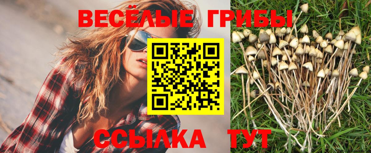 Лениногорск  где купить   Вход с VPN  Псилоцибиновые грибы MAGIC MUSHROOMS 